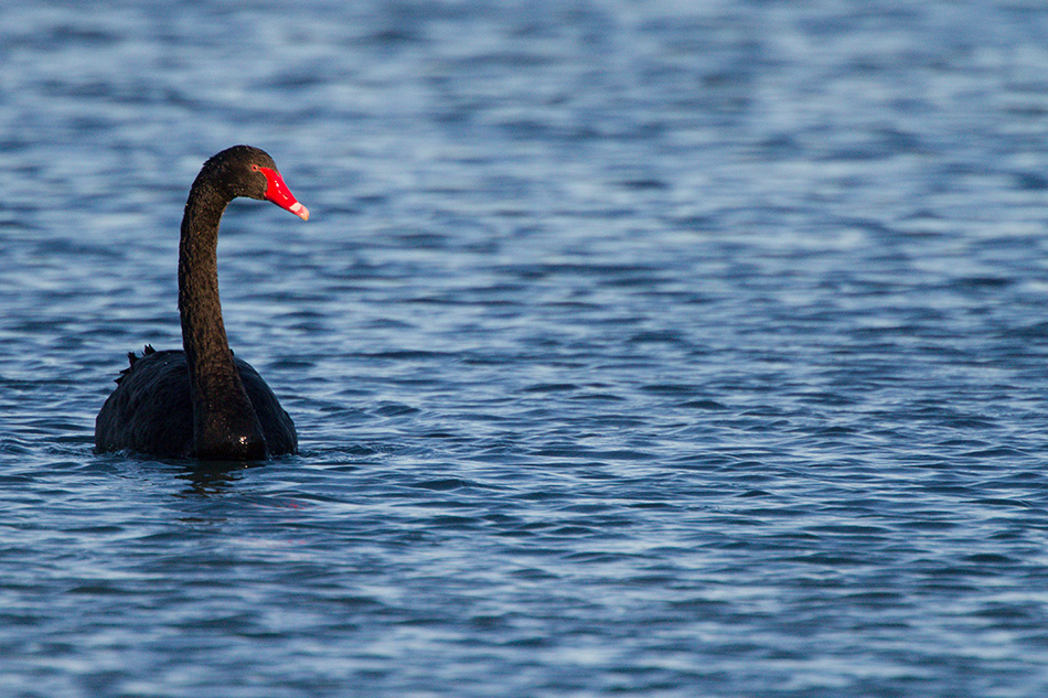 13 12 29 cygne noir 432